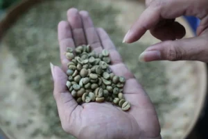 Green Coffee Health Benefits, Weight Loss to Heart Problems