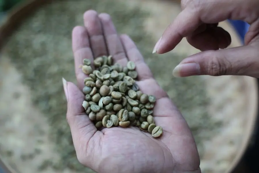 Green Coffee Health Benefits, Weight Loss to Heart Problems