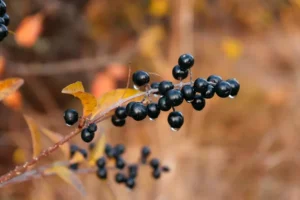 Health Benefits of Elderberries & Its Syrup