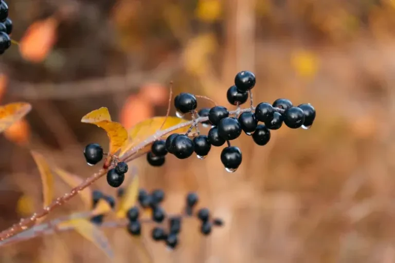 Health Benefits of Elderberries & Its Syrup
