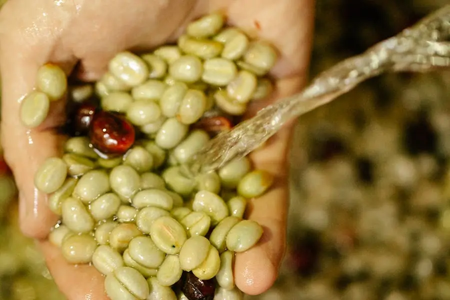 Health Benefits of Green Coffee