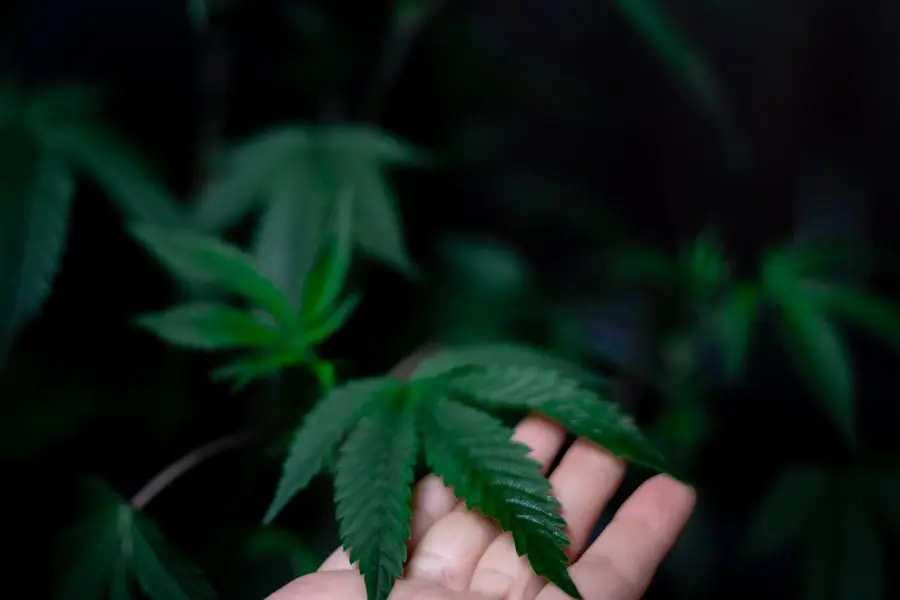 Top Health Benefits of Hemp Seeds