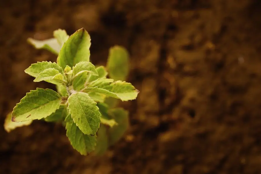 Top Health Benefits of Tulsi