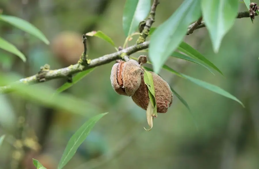 Health benefits of Almonds